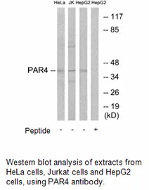 PAR4 Antibody - image 1