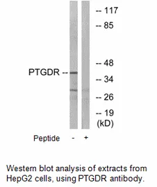 PTGDR Antibody - image 2