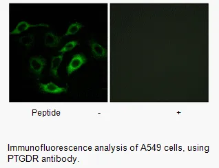 PTGDR Antibody - image 1