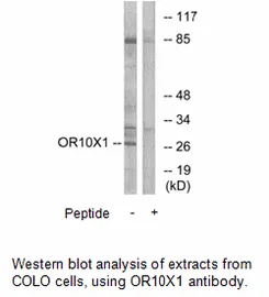 OR10X1 Antibody - image 1