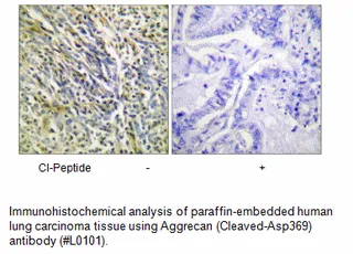 Aggrecan (Cleaved-Asp369) Antibody - image 1