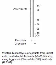 Aggrecan (Cleaved-Asp369) Antibody - image 2