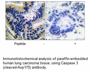 Caspase 3 (Cleaved-Asp175) Antibody - image 2