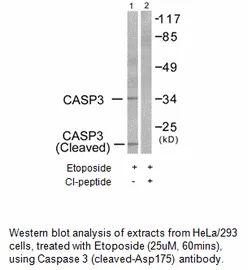 Caspase 3 (Cleaved-Asp175) Antibody - image 3