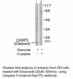 Caspase 3 (Cleaved-Asp175) Antibody - image 4
