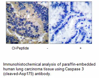 Caspase 3 (Cleaved-Asp175) Antibody - image 5