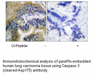 Caspase 3 (Cleaved-Asp175) Antibody - image 1