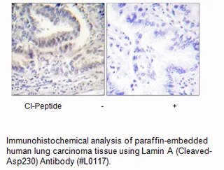 Lamin A (Cleaved-Asp230) Antibody - image 2