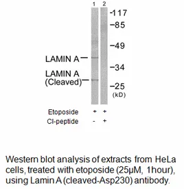 Lamin A (Cleaved-Asp230) Antibody - image 3