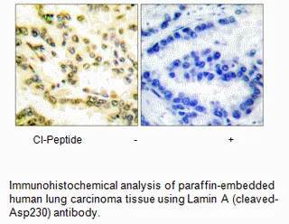 Lamin A (Cleaved-Asp230) Antibody - image 4