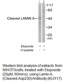 Lamin A (Cleaved-Asp230) Antibody - image 1