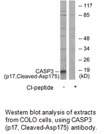 CASP3 (p17, Cleaved-Asp175) Antibody - image 1