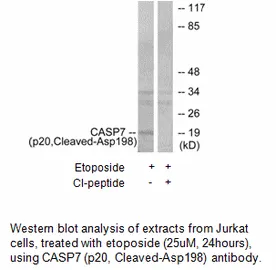 CASP7 (p20,Cleaved-Asp198) Antibody - image 1