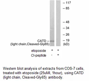 CATD (light chain, Cleaved-Gly65) Antibody - image 1