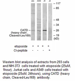 CATD (heavy chain, Cleaved-Leu169) Antibody - image 1