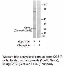 CATZ (Cleaved-Leu62) Antibody - image 1