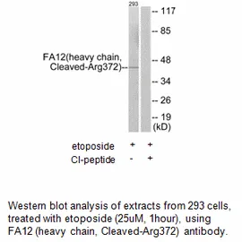 FA12 (heavy chain, Cleaved-Arg372) Antibody - image 1