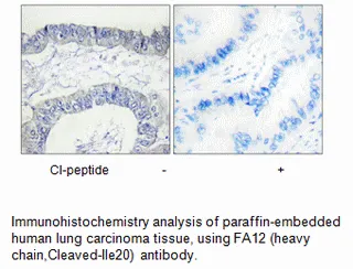 FA12 (heavy chain,Cleaved-Ile20) Antibody - image 1