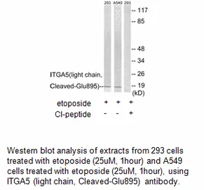 ITGA5 (light chain, Cleaved-Glu874) Antibody - image 1