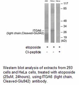 ITGA6 (light chain,Cleaved-Glu942) Antibody - image 1