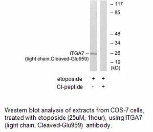 ITGA7 (light chain,Cleaved-Glu959) Antibody - image 1