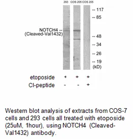 NOTCH4 (Cleaved-Val1432) Antibody - image 1