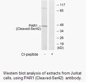PAR1 (Cleaved-Ser42) Antibody - image 1