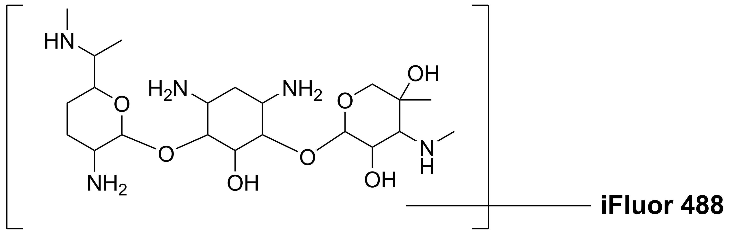 GTIF488 [iFluor® 488 gentamicin conjugate] - image 1