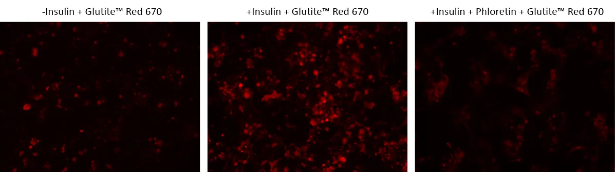 Cell Meter™ Glucose Uptake Imaging Kit *Red Fluorescence* - image 1