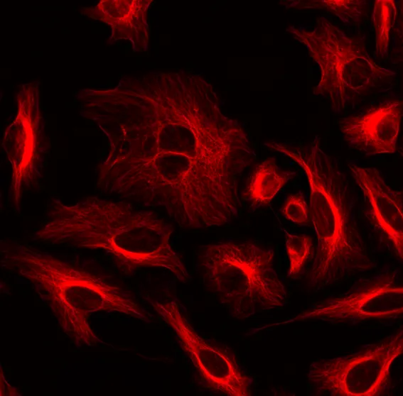 ReadiLink™ Rapid iFluor® 647 Antibody Labeling Kit *Production Scale* - image 1