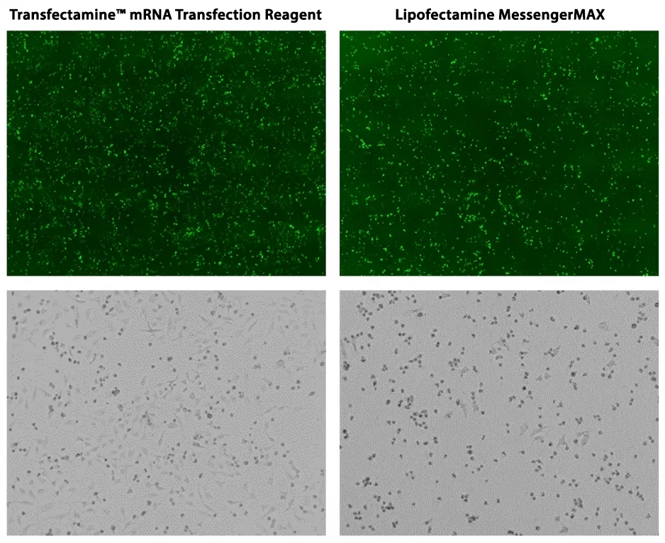 Transfectamine™ mRNA Transfection Reagent - image 1