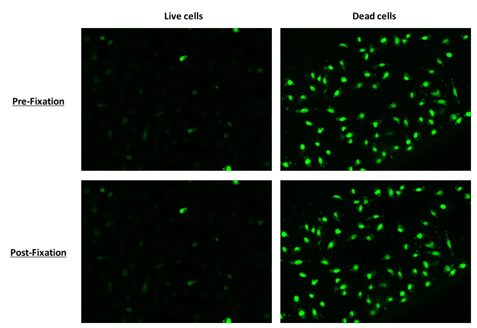 Nuclear Green™ Fixable DCS1 *5 mM DMSO Solution* - image 1