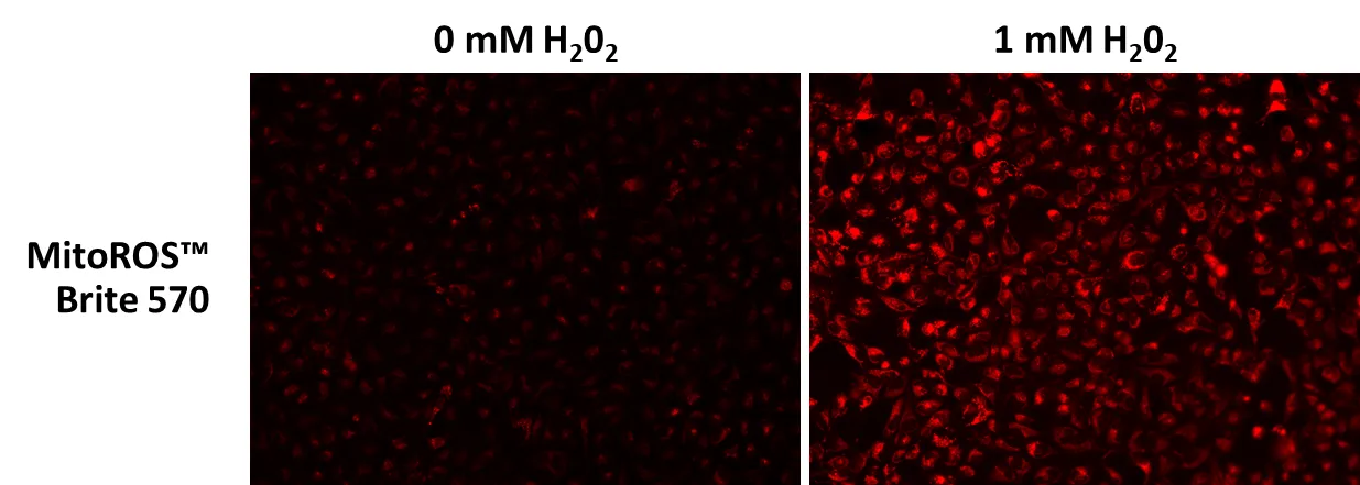 MitoROS Brite™ 570 *Optimized for Detecting Reactive Oxygen Species (ROS) in Mitochondria* - image 1