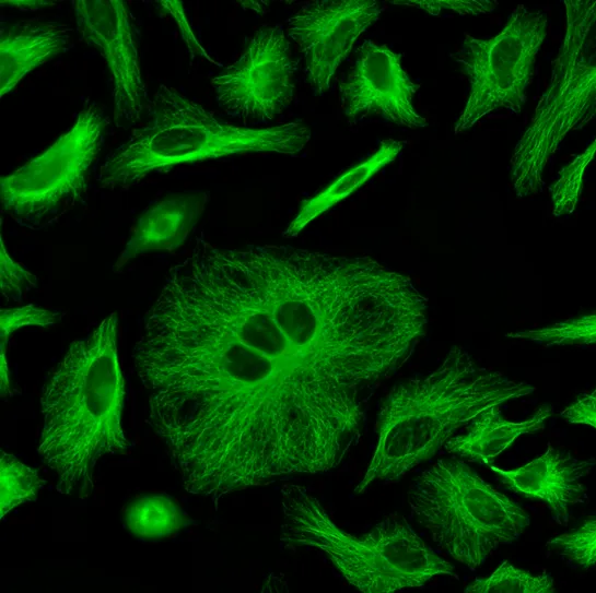 ReadiLink™ Rapid iFluor® 488 Antibody Labeling Kit *Production Scale* - image 1