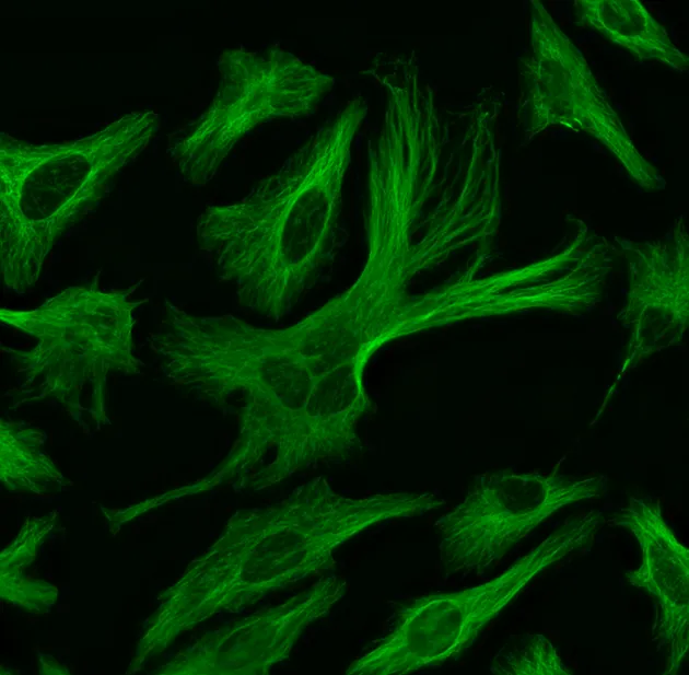 ReadiLink™ Rapid XFD488 Antibody Labeling Kit *Production Scale* - image 1