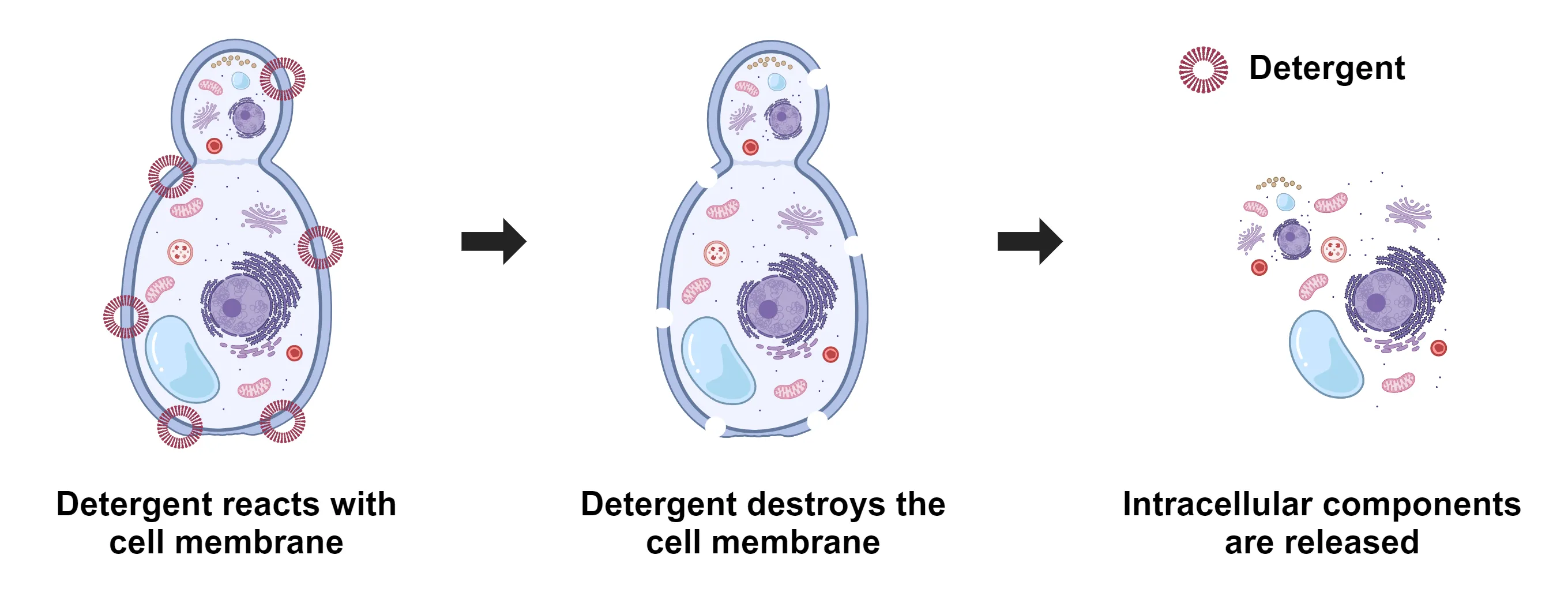 ReadiUse™ Yeast Cell Lysis Buffer *5X* - image 1