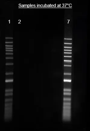 Helixyte™ iFluor® 488 Nucleic Acid Labeling Dye *Optimized for Labeling 2x100 ug DNA/RNA* - image 1