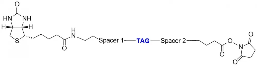 ReadiView™ biotin succinimidyl ester - image 1