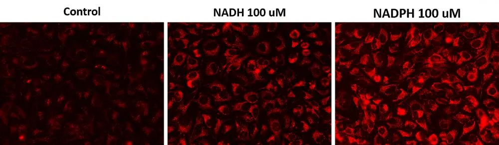 Cell Meter™ Intracellular NADH/NADPH Fluorescence Imaging Kit *Red Fluorescence* - image 1