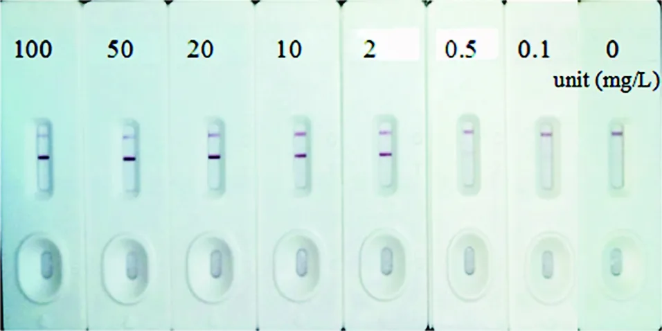 Anti-C-reactive protein antibody *Mouse anti-human, monoclonal IgG* - image 4