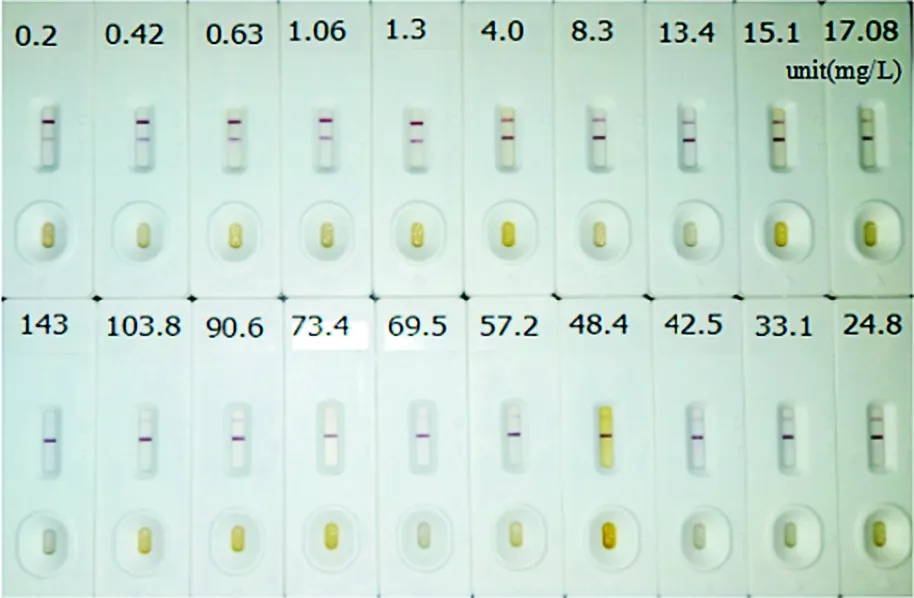 Anti-C-reactive protein antibody *Mouse anti-human, monoclonal IgG* - image 1