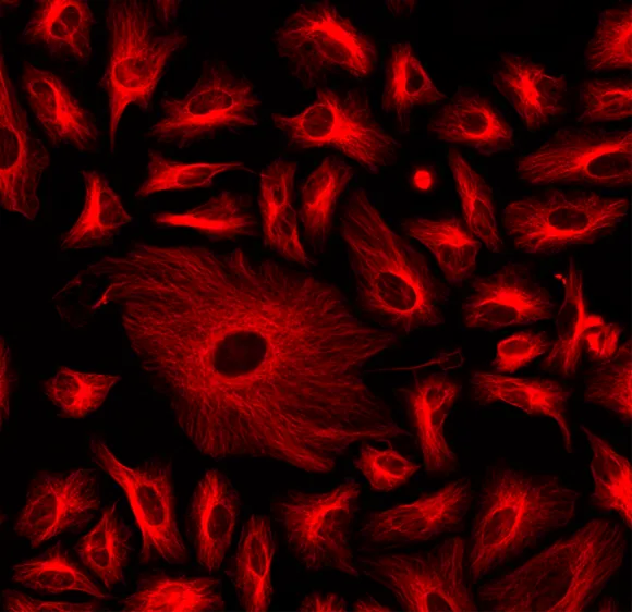 ReadiLink™ Rapid iFluor® 594 Antibody Labeling Kit *Production Scale* - image 1