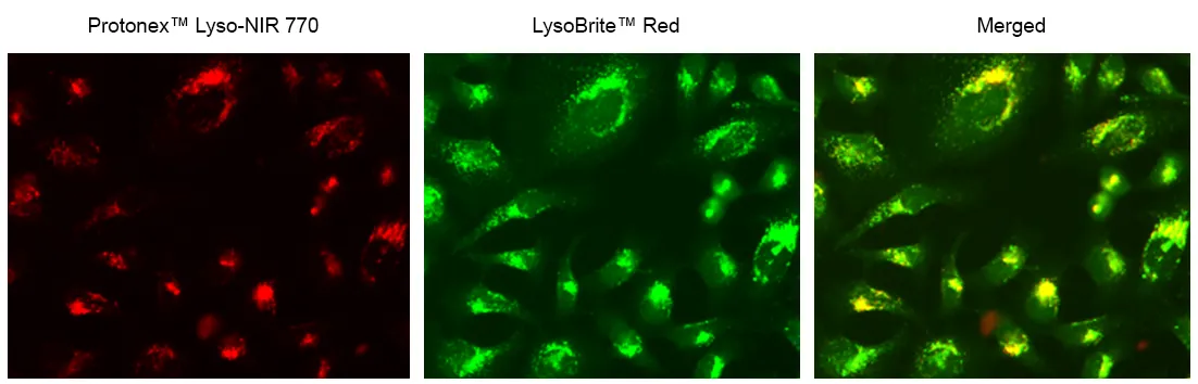 Protonex™ Lyso-NIR 770 - image 1