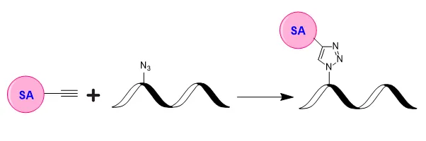 ReadiUse™ Preactivated Streptavidin Alkyne - image 1