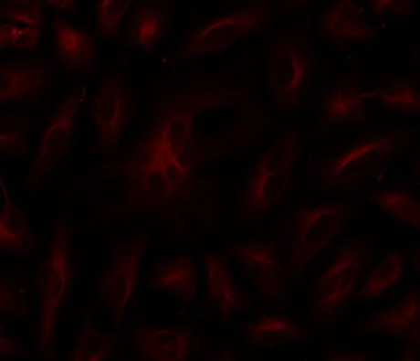 ReadiLink™ Rapid Cy7 Antibody Labeling Kit *Production Scale* - image 1