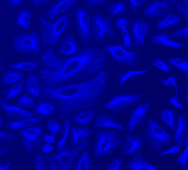 ReadiLink™ Rapid iFluor® 350 Antibody Labeling Kit *Production Scale* - image 1