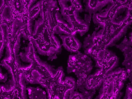 MFluor™ Violet 545 Styramide - image 2