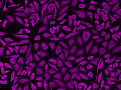 MFluor™ Violet 545 Styramide - image 1