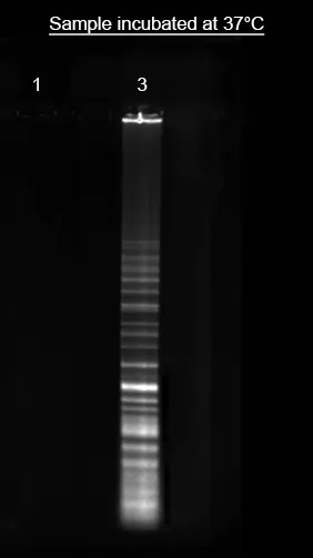 Helixyte™ iFluor® 750 Nucleic Acid Labeling Dye *Optimized for Labeling 2x100 ug DNA/RNA* - image 1