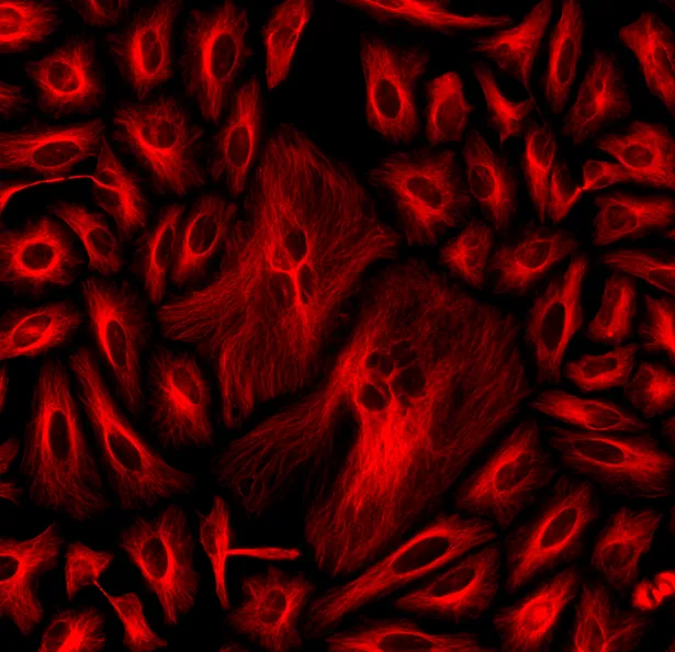 ReadiLink™ Rapid iFluor® 555 Antibody Labeling Kit *Production Scale* - image 1